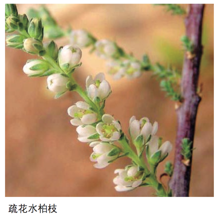 三峡蓄水这些年，，，，，，关于植物；；；；；ふ庖豢危，，，，，交出了怎样的一张答卷呢？？？ 