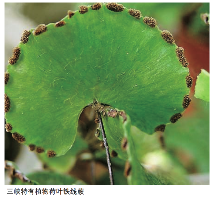 三峡蓄水这些年，，，，，，关于植物；；；；；ふ庖豢危，，，，，交出了怎样的一张答卷呢？？？ 